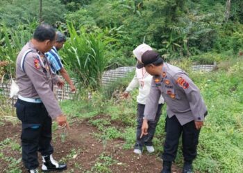 Aparat pemerintahan kecamatan dan personel Polsek IV Koto melakukan peninjauan ke lokasi temuan jejak harimau di ladang milik warga Koto Tinggi, Agam (ist)