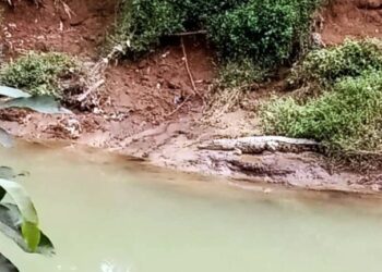 Penampakan buaya berukuran cukup besar di Sungai Sapih Kota Padang beberapa waktu lalu (ist)