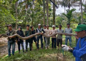 Warga menemukan seekor piton sepanjang 6,16 meter di Korong Sarang Gagak, Nagari Tandikek Barat, Kecamatan Padang Sago, Padang Pariaman. (Foto: Ist)