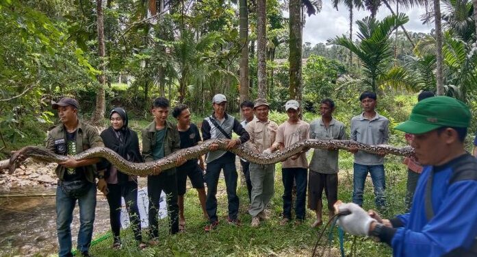 Warga menemukan seekor piton sepanjang 6,16 meter di Korong Sarang Gagak, Nagari Tandikek Barat, Kecamatan Padang Sago, Padang Pariaman. (Foto: Ist)