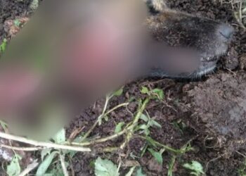 Bangkai anjing milik warga saat ditemukan usai diduga dimangsa harimau di lereng Gunung Singgalang (ist)