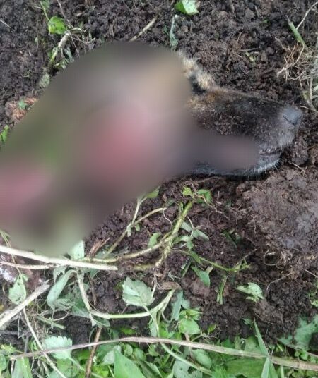 Bangkai anjing milik warga saat ditemukan usai diduga dimangsa harimau di lereng Gunung Singgalang (ist)