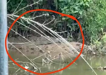 Tangkapan layar video penampakan buaya di Sungai Batang Mangau (ist)