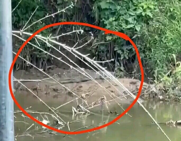 Tangkapan layar video penampakan buaya di Sungai Batang Mangau (ist)