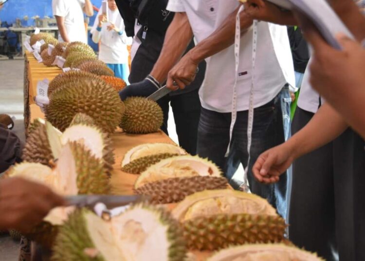 Panitia dan juri tengah melakukan penilaian terhadap puluhan durian khas Nagari Sungayang (ist)