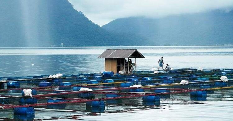 Salah satu keramba jaring apung yang berada di Danau Maninjau (ist)