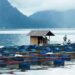 Salah satu keramba jaring apung yang berada di Danau Maninjau (ist)