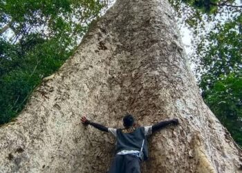 Salah satu pohon terbesar di dunia yang berada di Nagari Koto Malintang, Kabupaten Agam