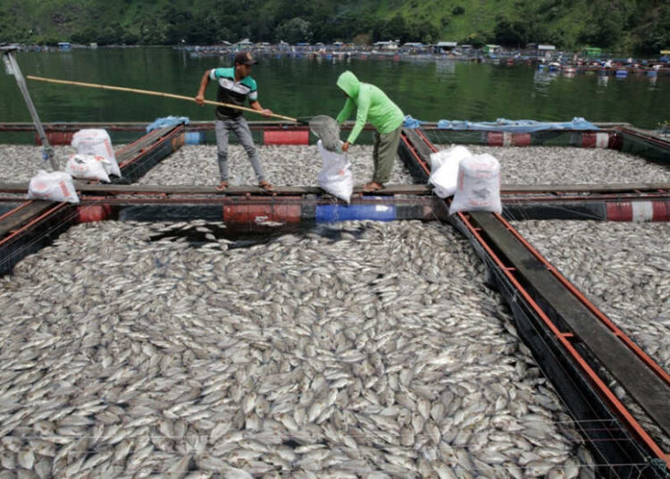 402 Ton Ikan Mati di Danau Maninjau dalam 3 Hari, Kerugian Rp 8 Miliar