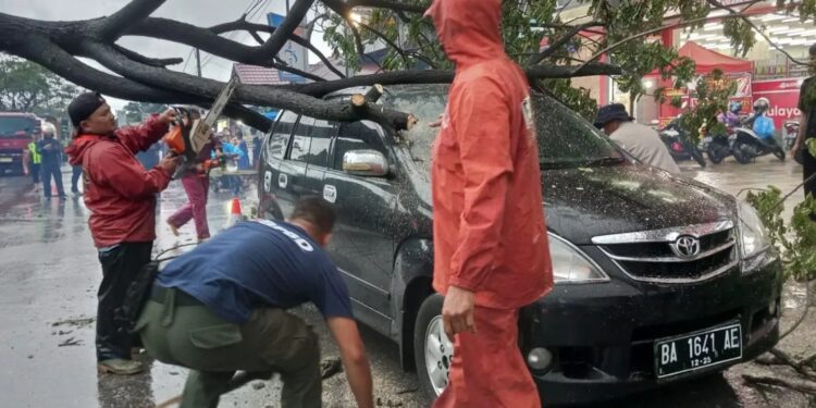 Pohon tumbang di Jalan Raya Rimbo Datar, Kelurahan Bandar Buat, Kecamatan Lubuk Kilangan, Kota Padang, Jumat (18/11/2022). Foto: Ist