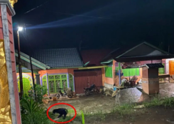 Penampakan hewan buas yang masuk ke perkampungan warga di Limapuluh Kota (Dok. BKSDA Sumbar)