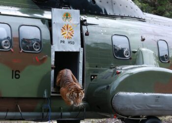 Harimau sumatra Putri Singgulung dilepasliarkan di salah satu kawasan konservasi di Sumbar, Minggu (16/10/2022). [Foto: Dok. BKSDA Sumbar]