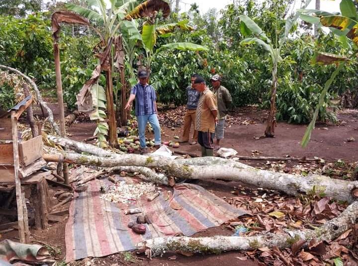 Lokasi pohon roboh yang timpa peladang di Nagari Supayang, Kecamatan Payung Sekaki, Kabupaten Solok (Foto: Ist)