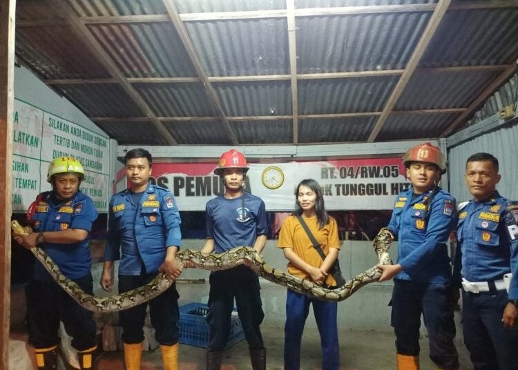 Piton Muncul di Permukiman Warga, Damkar Padang Turun Tangan