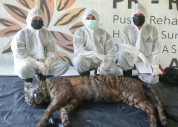 Harimau betina bernama Puti Maua Agam mati di PRHSD ARSARI, Rabu (8/6/2022). [Foto: Dok. PRHSD ARSARI]