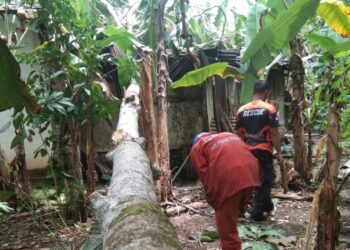 Petugas BPBD Padang Pariaman membersihakn pohon tumbang yang menimpa rumah milik seorang nenek umur 100 tahun di  Korong Durian Daun, Nagari Pilubang, Kecamatan Sungai Limau, Padang Pariaman, Jumat (18/11/2022). [Ist]