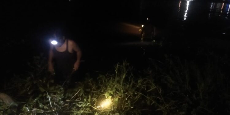 Malam Ini Puncak Ikan Mabuk Danau Maninjau Muncul ke Permukaan, Warga Makin Ramai