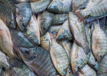 Pencemaran di Danau Maninjau Picu Lonjakan Harga Ikan di Agam