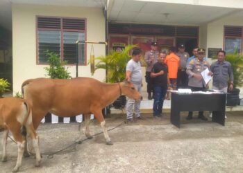 Pelaku dan barang bukti berhasil diamankan Polsek Sitiung I Koto Agung (ist)