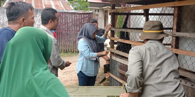 Sempat Serang Warga Limapuluh Kota, Owa Siamang Diserahkan ke BKSDA