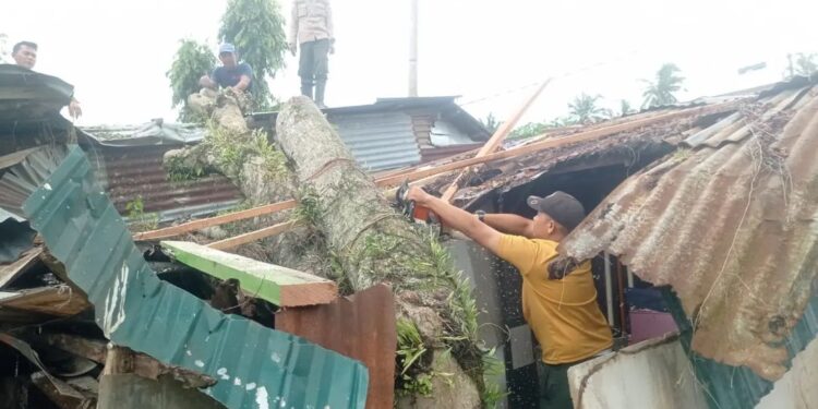 Hujan Badai di Padang Tumbangkan Pohon Timpa Dua Rumah Warga