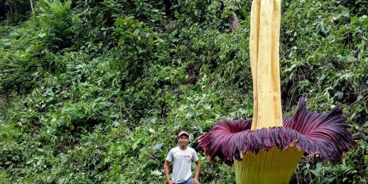 Mengenal Bunga Bangkai Raksasa yang Mekar Sempurna di Agam