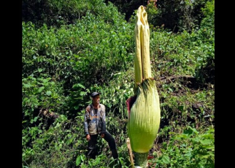 Bunga bangkai raksasa bakal mekar di Agam. [Foto: Instagram Heru Nofriandi]