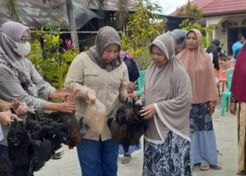 Bantu 125 Keluarga, Ketua DPRD Pariaman Bagikan Ribuan Ayam Petelur