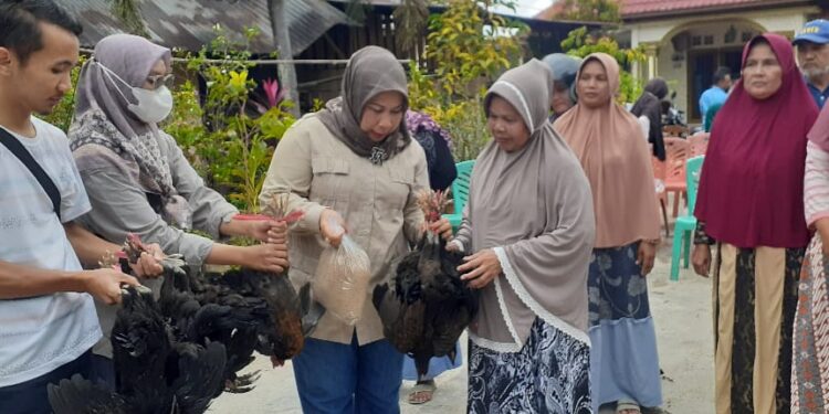 Bantu 125 Keluarga, Ketua DPRD Pariaman Bagikan Ribuan Ayam Petelur