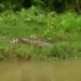 Buaya Besar Muncul Lagi di Padang Pariaman