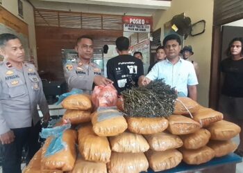 36 Kg Ganja Ditemukan di Sekolah Padang Pariaman, Pemkab Buka Suara