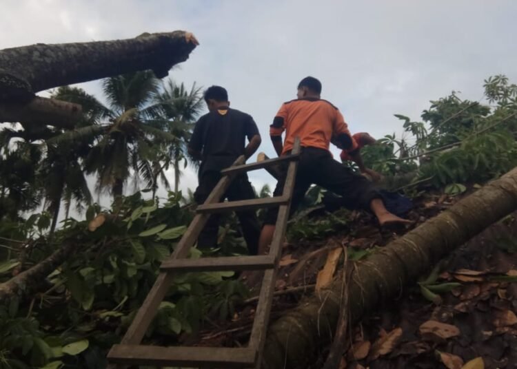 Hujan Badai di Pesisir Selatan Tumbangkan Pohon dan Rusak Rumah Warga