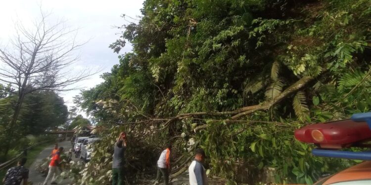 Pohon Tumbang di Bungus, Arus Lalu Lintas Padang - Painan Sempat Terganggu