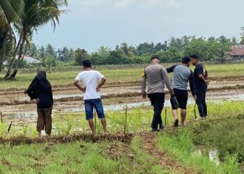 BREAKING NEWS: Ibu dan Anak Dibunuh di Persawahan Padang Pariaman, pelaku keluarga