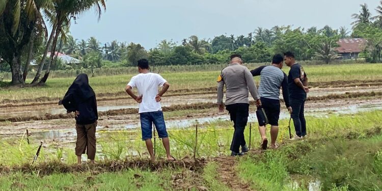 BREAKING NEWS: Ibu dan Anak Dibunuh di Persawahan Padang Pariaman, pelaku keluarga