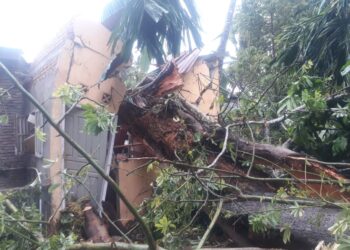 Rumah Warga di Padang Pariaman Rusak Berat Ditimpa Pohon Tumbang