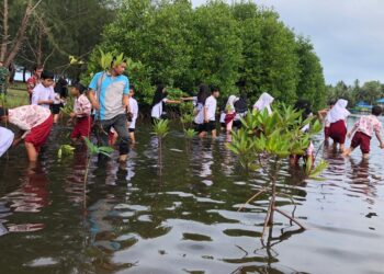 Cegah Abrasi, Ribuan Bibit Mangrove Ditanam di Pesisir Selatan