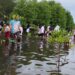 Cegah Abrasi, Ribuan Bibit Mangrove Ditanam di Pesisir Selatan