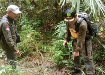 Tim Balai Konservasi Sumber Daya Alam (BKSDA) Sumatera Barat melakukan penelusuran keberadaan dua ekor gajah yang terlihat di Nagari Durian Gadang, Sijunjung. Foto: Ist