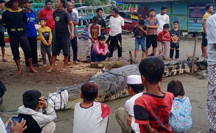 Warga Pasaman Barat Tangkap Buaya Raksasa Ini Penyebabnya Sumbarkita Id