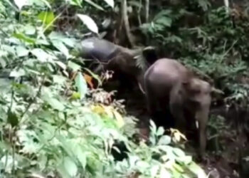 42 Tahun Tak Terlihat di Sumbar, Gajah Akhirnya Muncul di Sijunjung