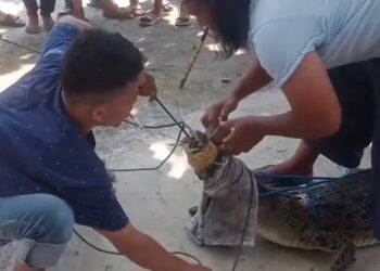 Warga di Padang Nekat Tangkap Buaya, Ini Kata BKSDA Sumbar