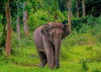 Kembali ke Kampar, Dua Gajah Jantan Hanya 'Jalan-jalan' ke Sijunjung