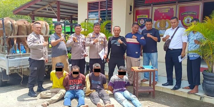 Beraksi di Dharmasraya, Komplotan Pencuri Sapi Diburu Hingga ke Jambi