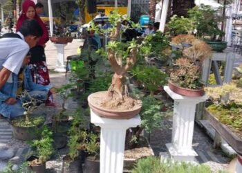 Bonsai Rp80 Juta Dipamerkan di Festival Muaro Padang