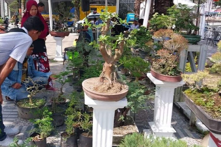 Bonsai Rp80 Juta Dipamerkan di Festival Muaro Padang