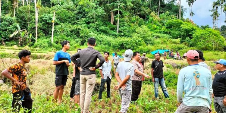 Kronologi Pembunuhan Sadis Gadis di Padang Pariaman: Ditembak Saat Panen Padi