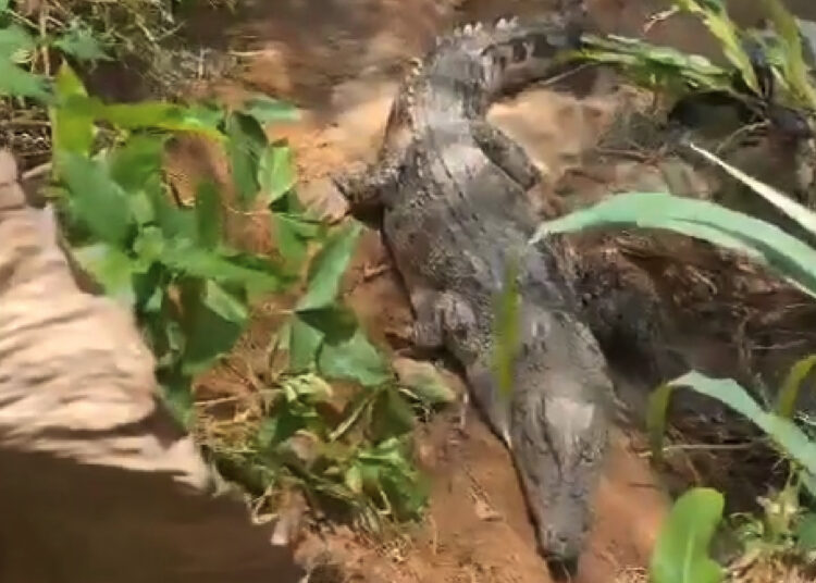 Buaya Dilaporkan Muncul di Sungai Bangek Padang