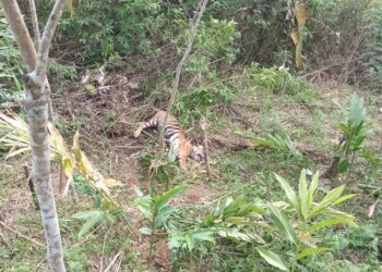 Video: Harimau Sumatera Terkena Jeratan Babi di Kebun Warga Pasaman