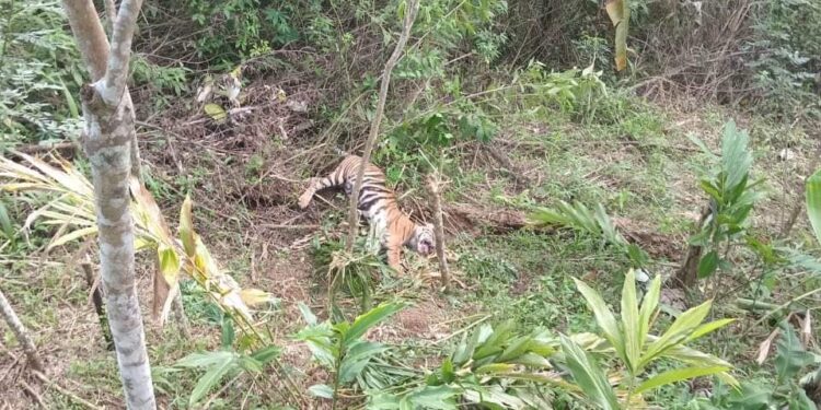 Video: Harimau Sumatera Terkena Jeratan Babi di Kebun Warga Pasaman